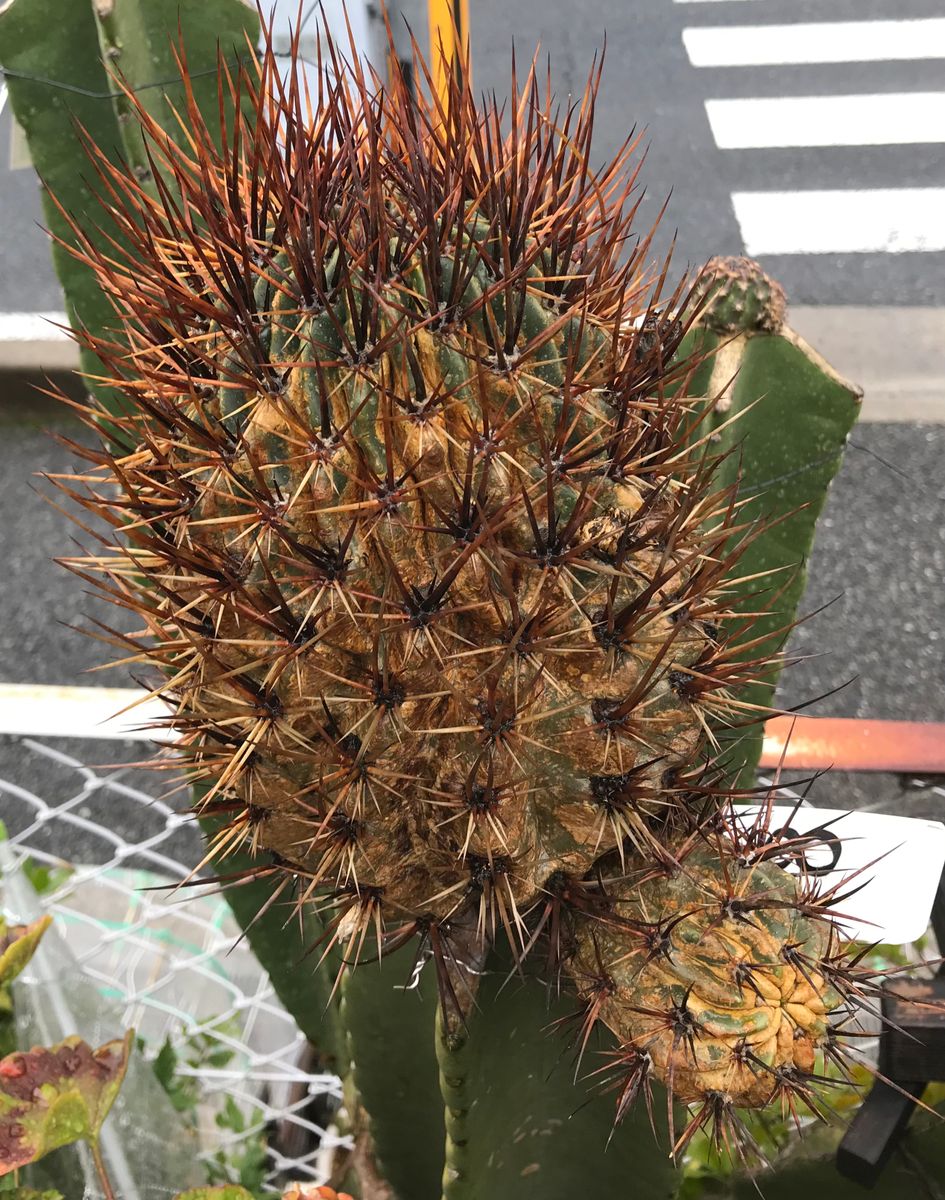 園芸日記を書く349日目