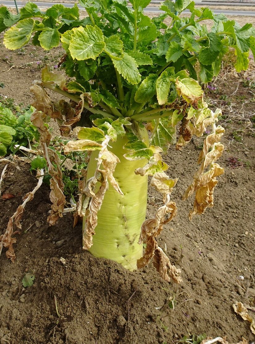 今日は啓蟄だよ！春の準備に畑の草取り