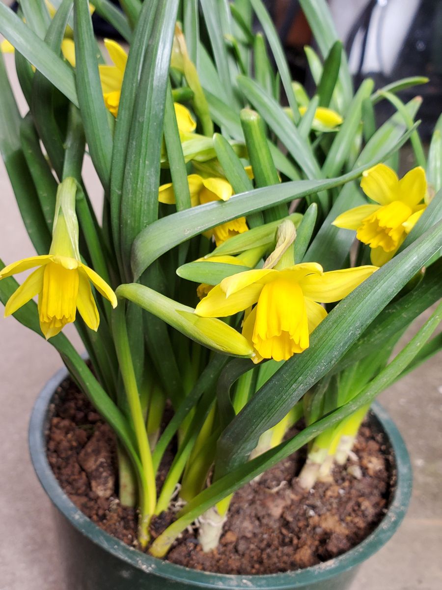 黄色いお花💛