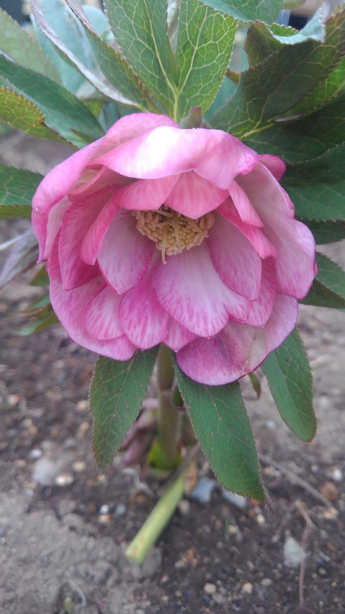 桜の香り