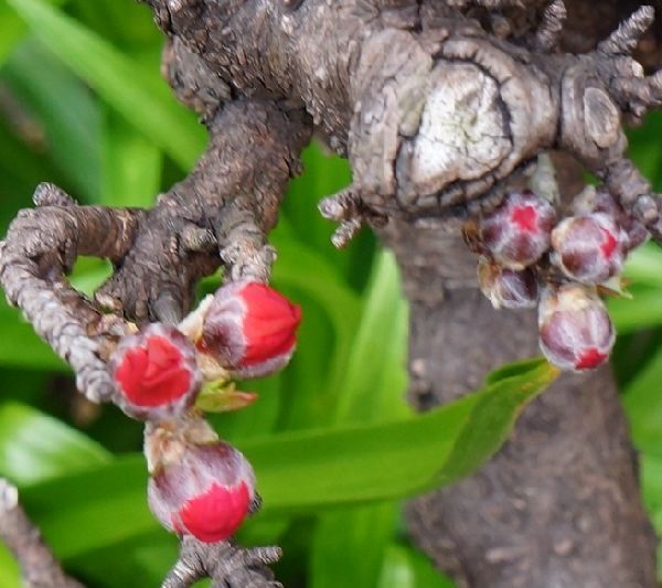 花桃に蕾が