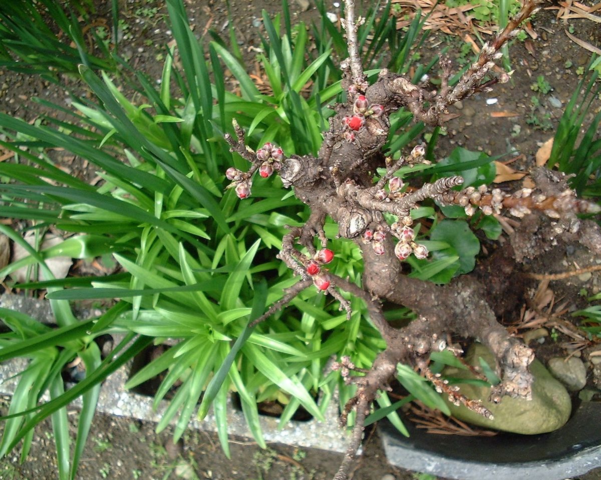 花桃に蕾が