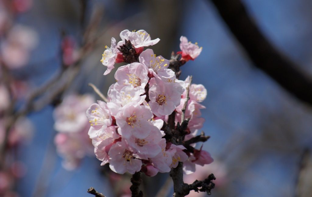 アンズの花