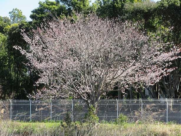 山　桜