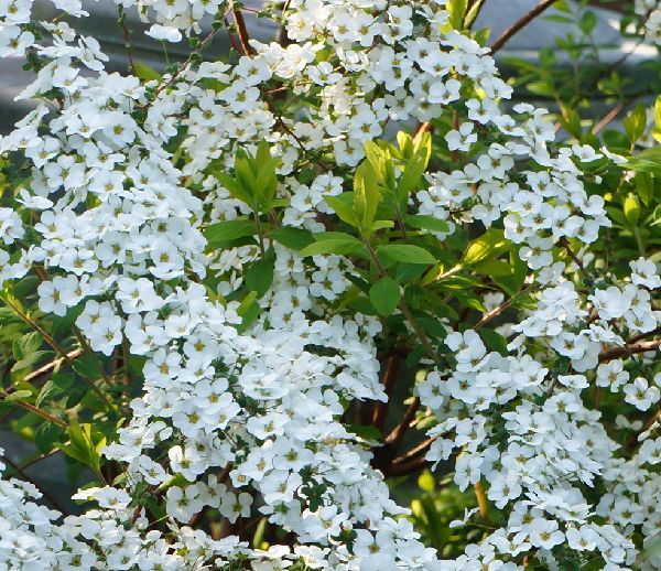 地植えの水仙咲き始め