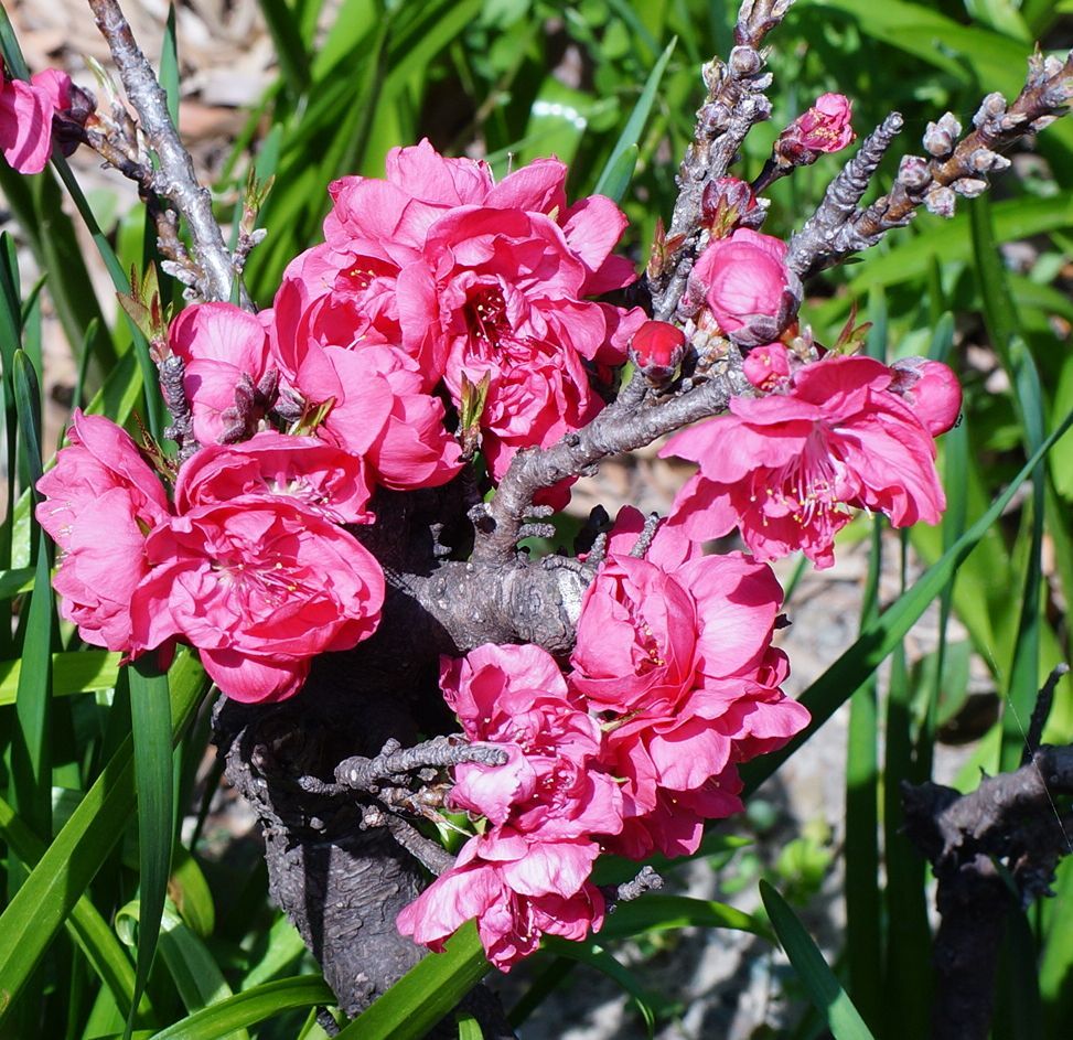 MF撮影練習～花桃