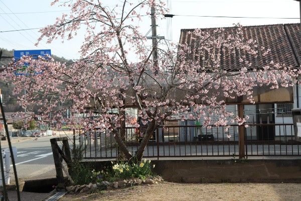 河津桜が咲いた