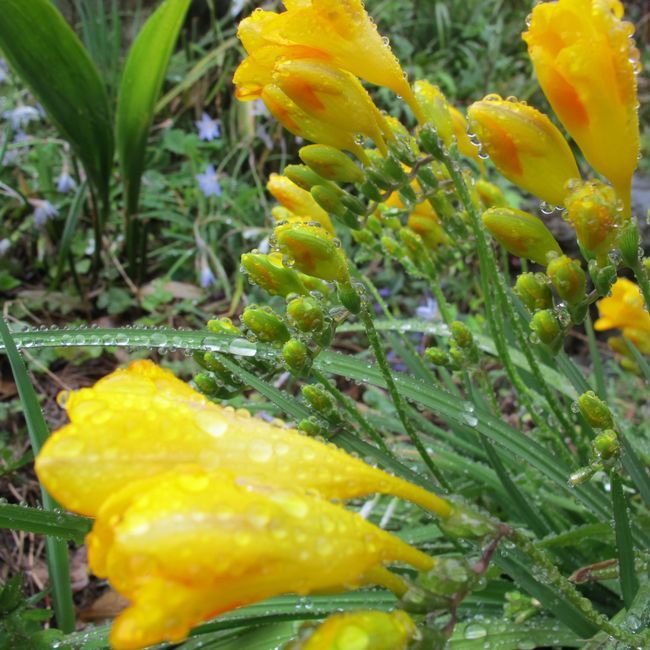 雨に濡れた花