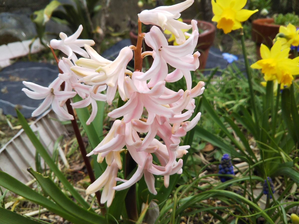 水栽培後に植えつけたヒヤシンスが増えました。