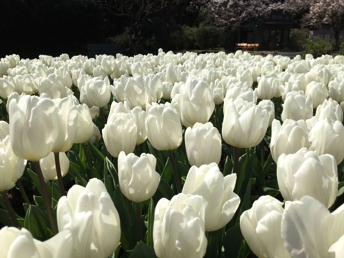 お花を見に行きました🌸ネモフィラ🌷