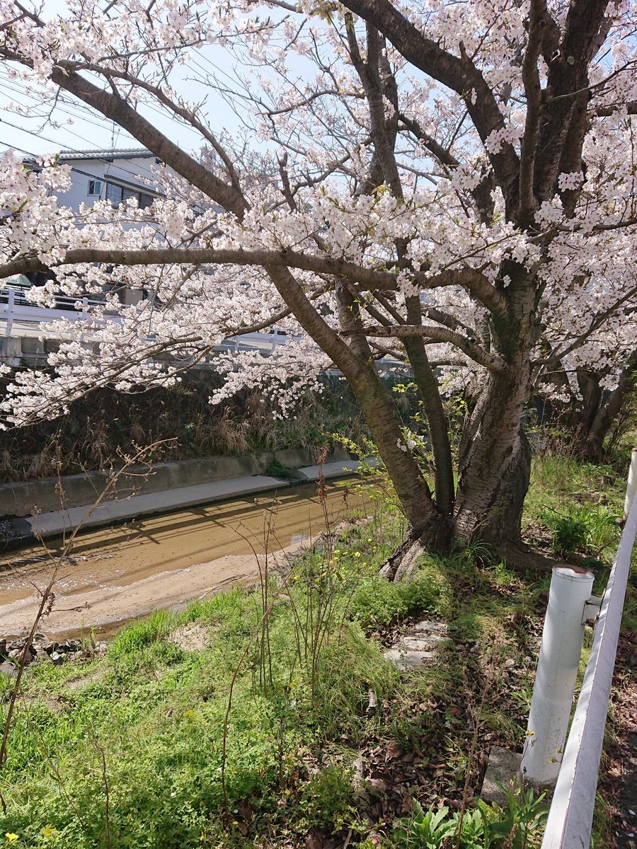 私の散歩コースの景色