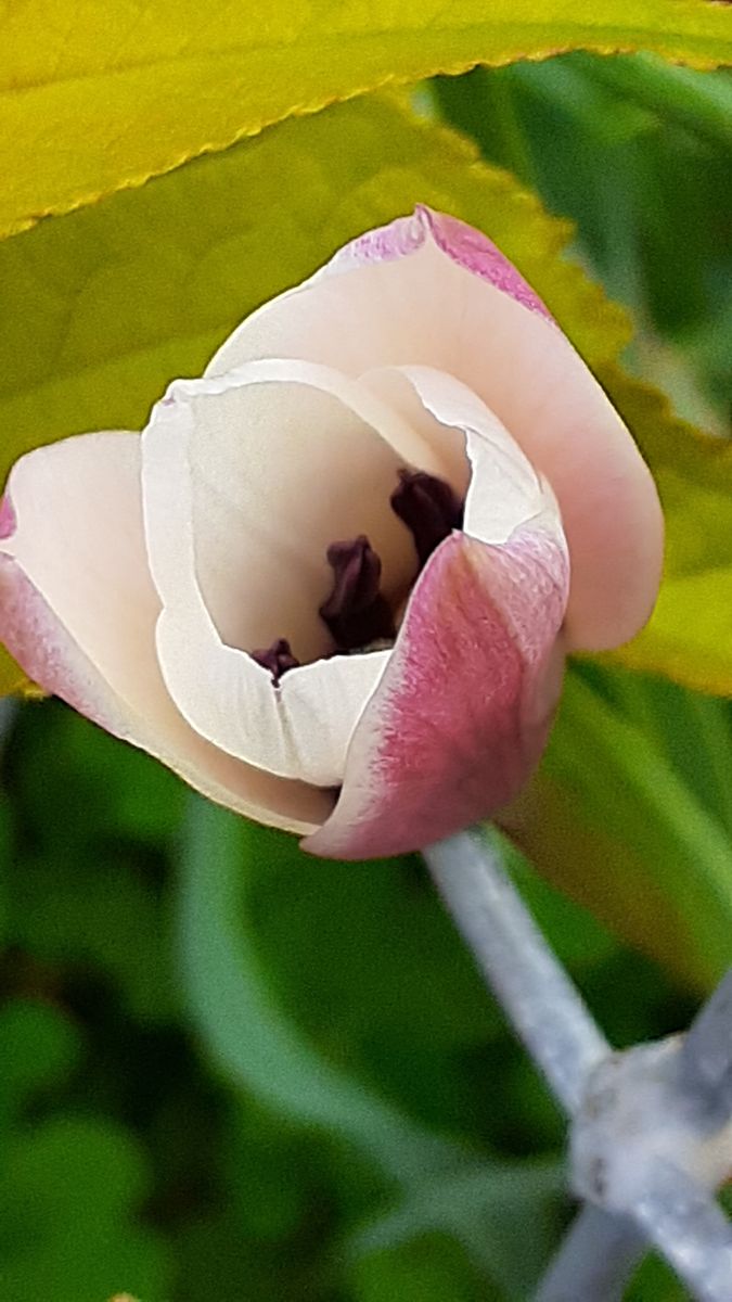 ふくおかルーバルガーデン5～春の🌷🌷🌷庭たより…レディジェーンの開花～💕