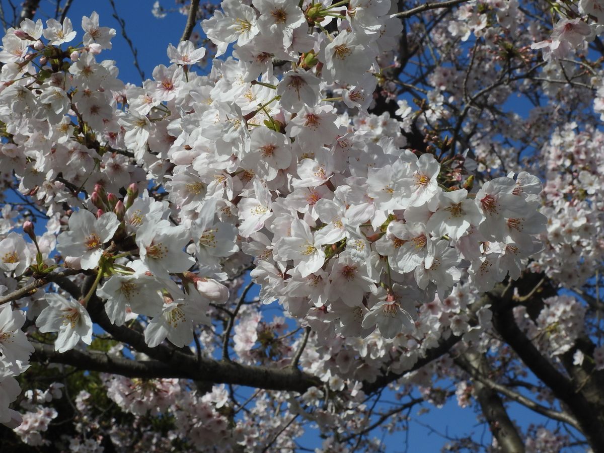 公園の桜