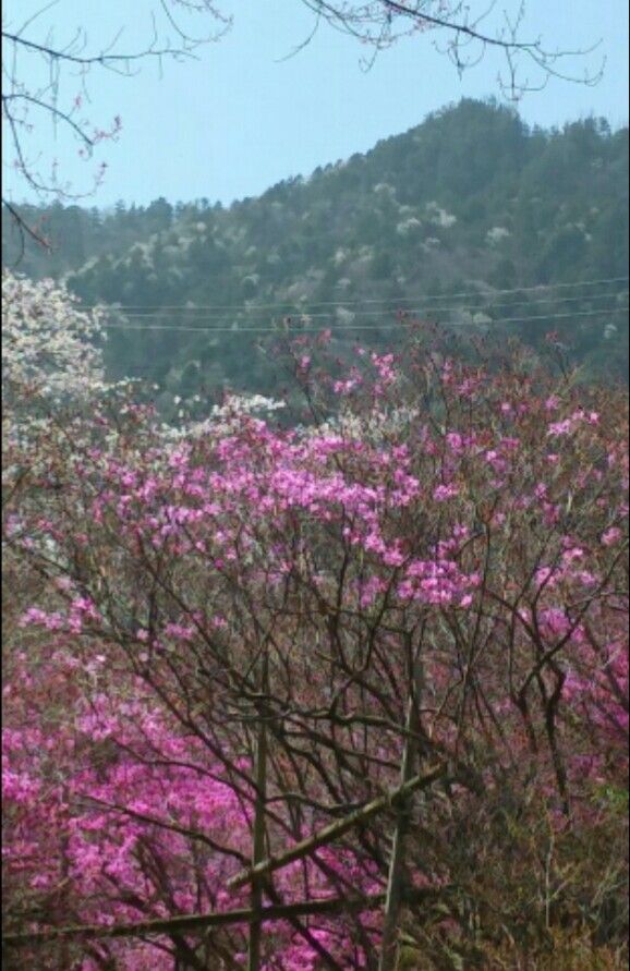 木曽路の春💠🌸