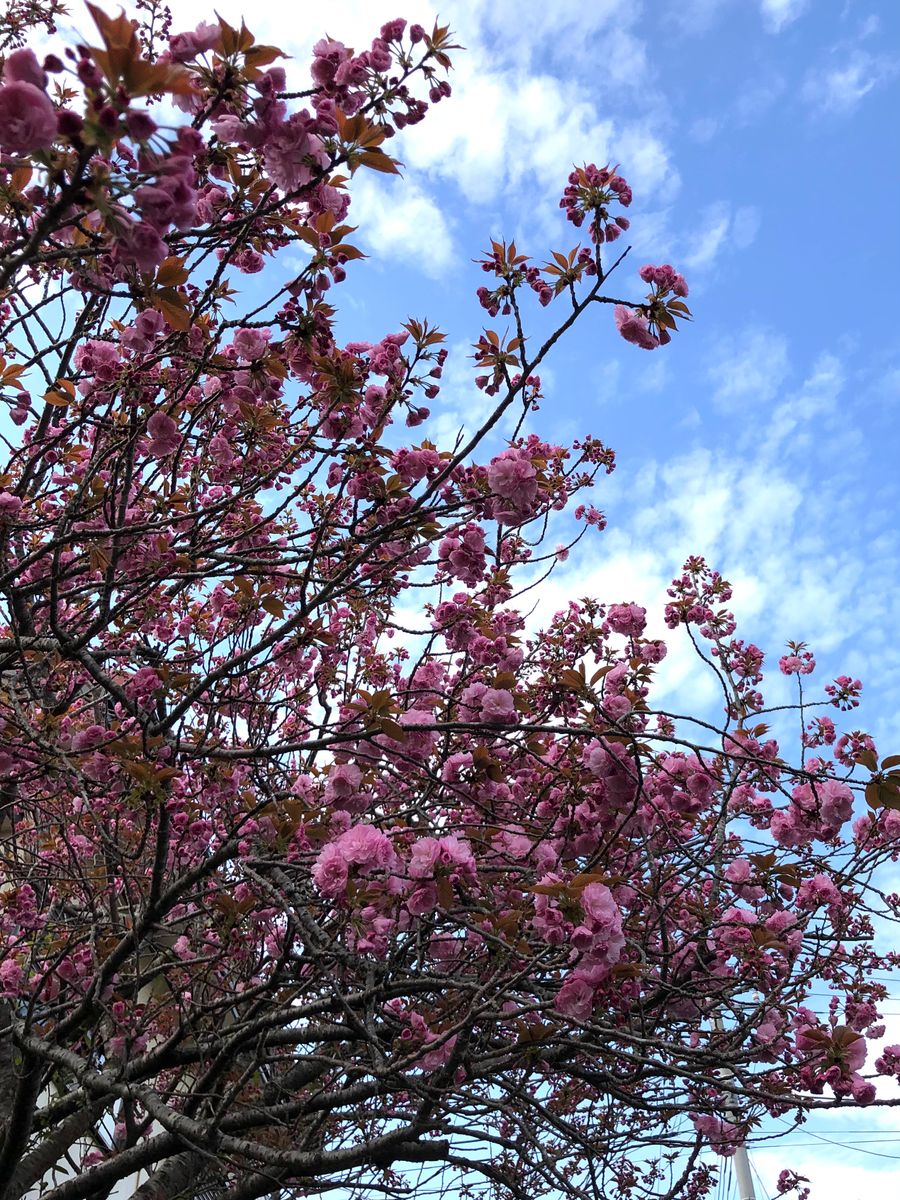 桜は葉桜に八重が咲いてきました。