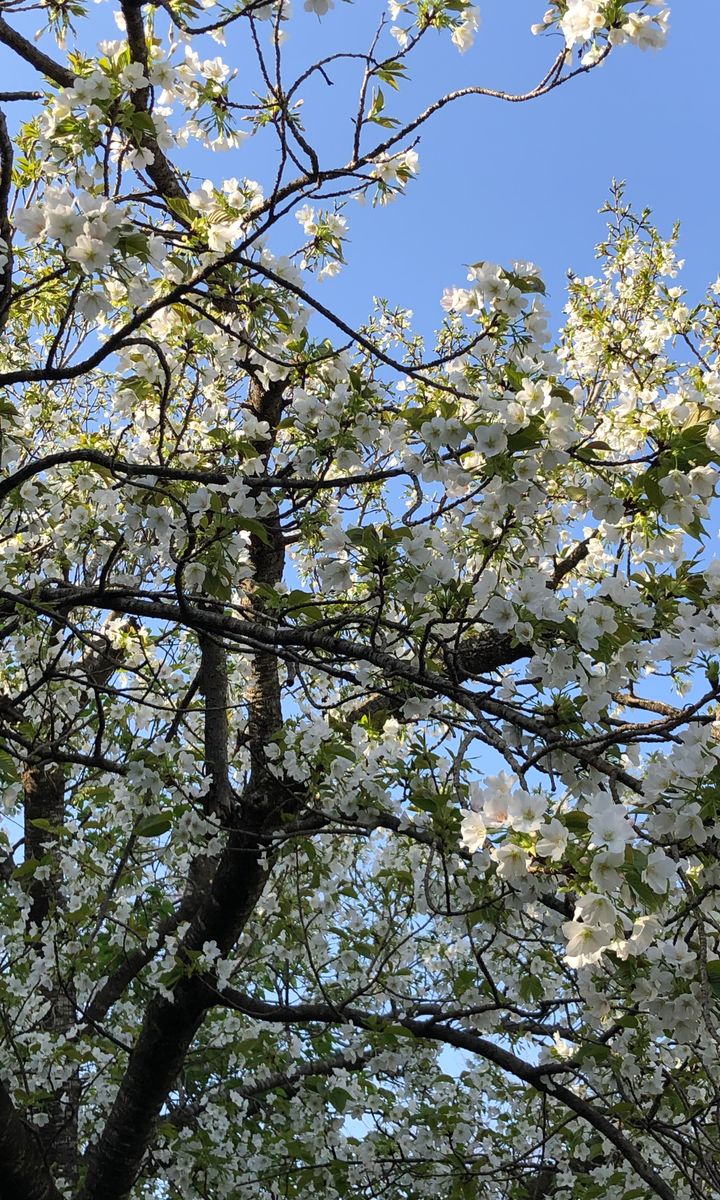 桜は葉桜に八重が咲いてきました。