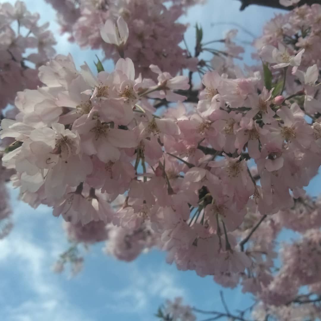 桜並木