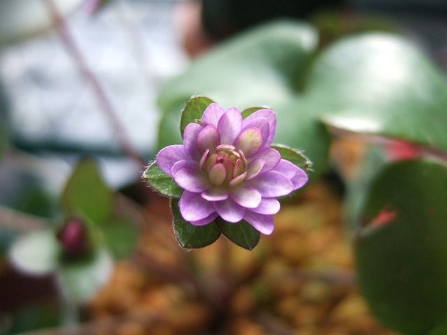 今日も雪割草で。。祝成人