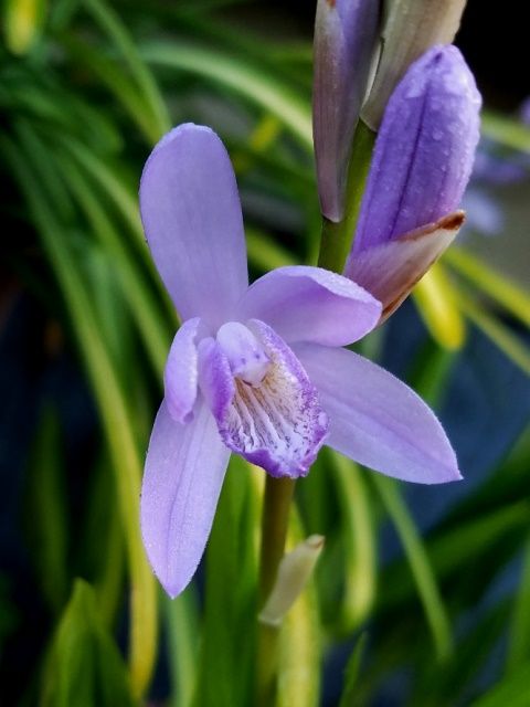 青花シランが咲きました