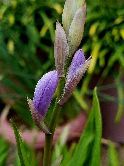 青花シランが咲きました