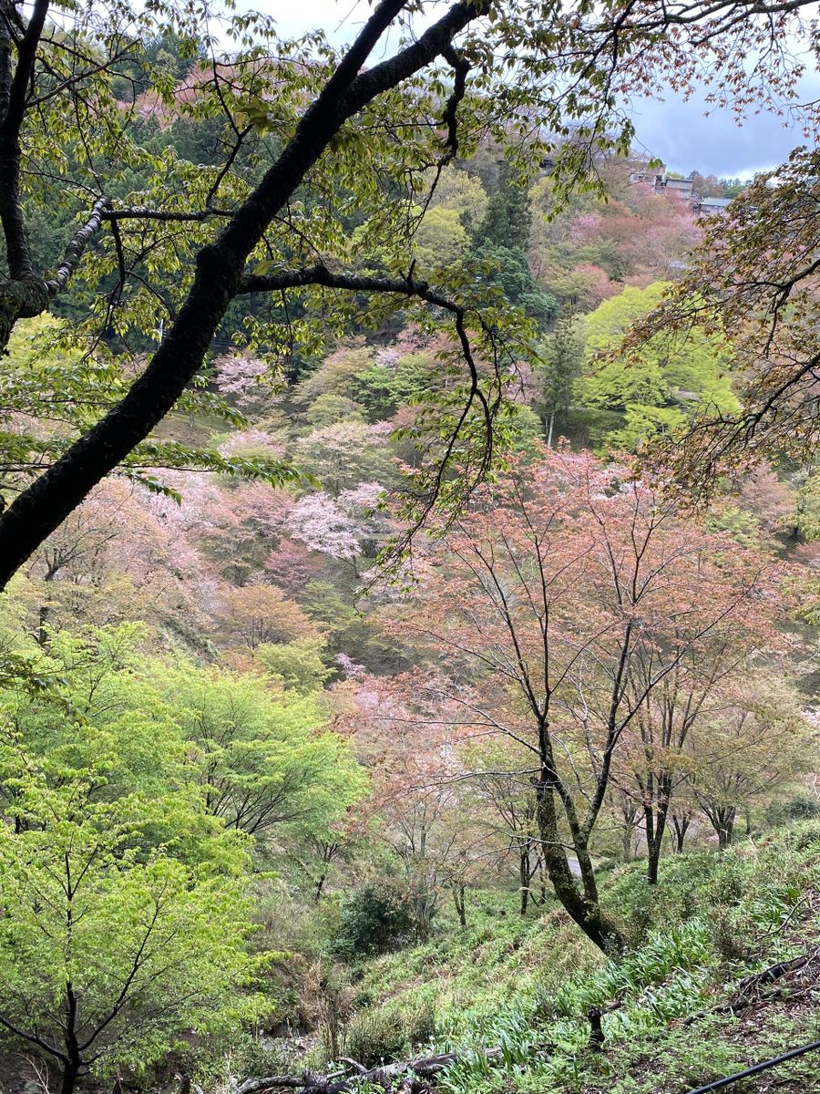 吉野の桜（３）