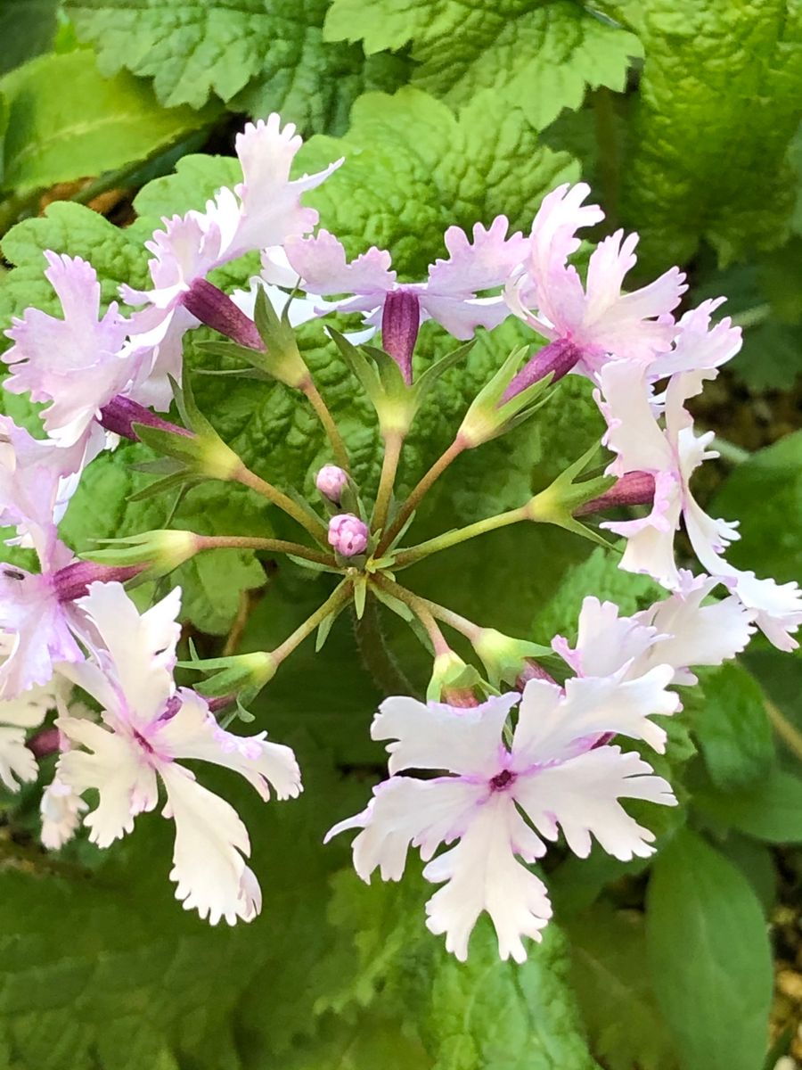 玉咲き桜草