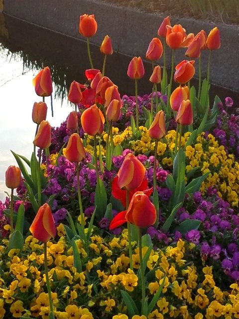 今朝の水上花壇です