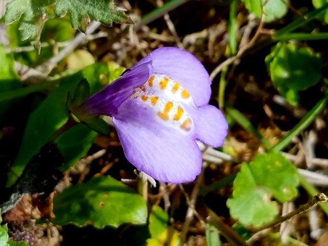 野の花