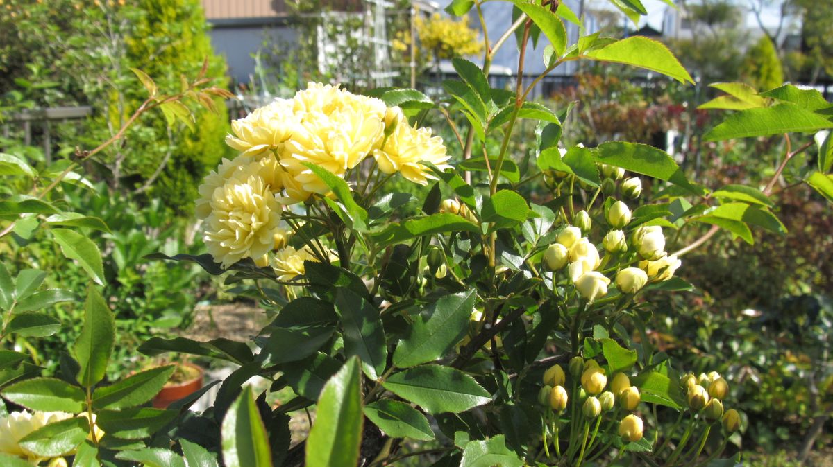 垣根の花-黄モッコウバラ