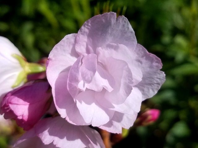 今日の桜・旭山