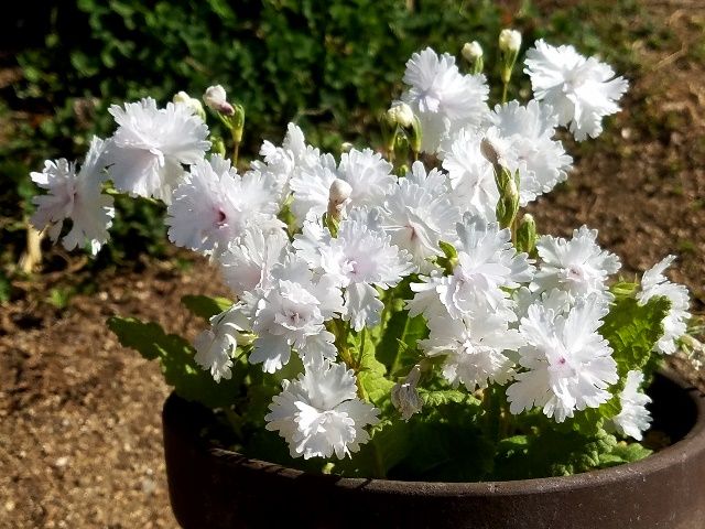 今日の日本桜草