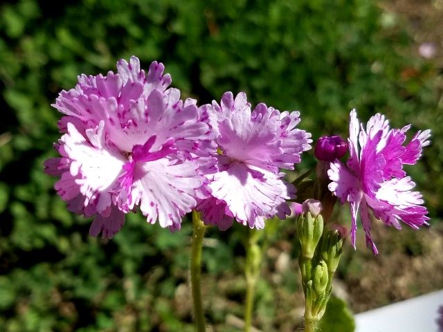 今日の日本桜草①