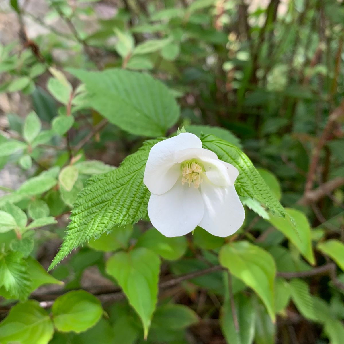 今日の花