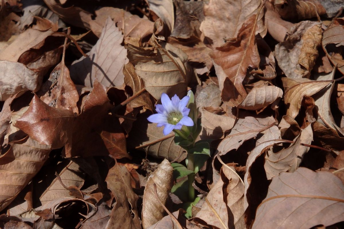ホタルカズラほか、青い花。