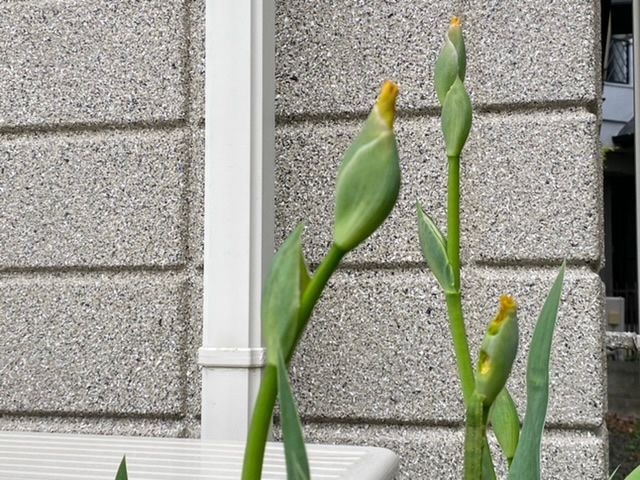 西から雨が