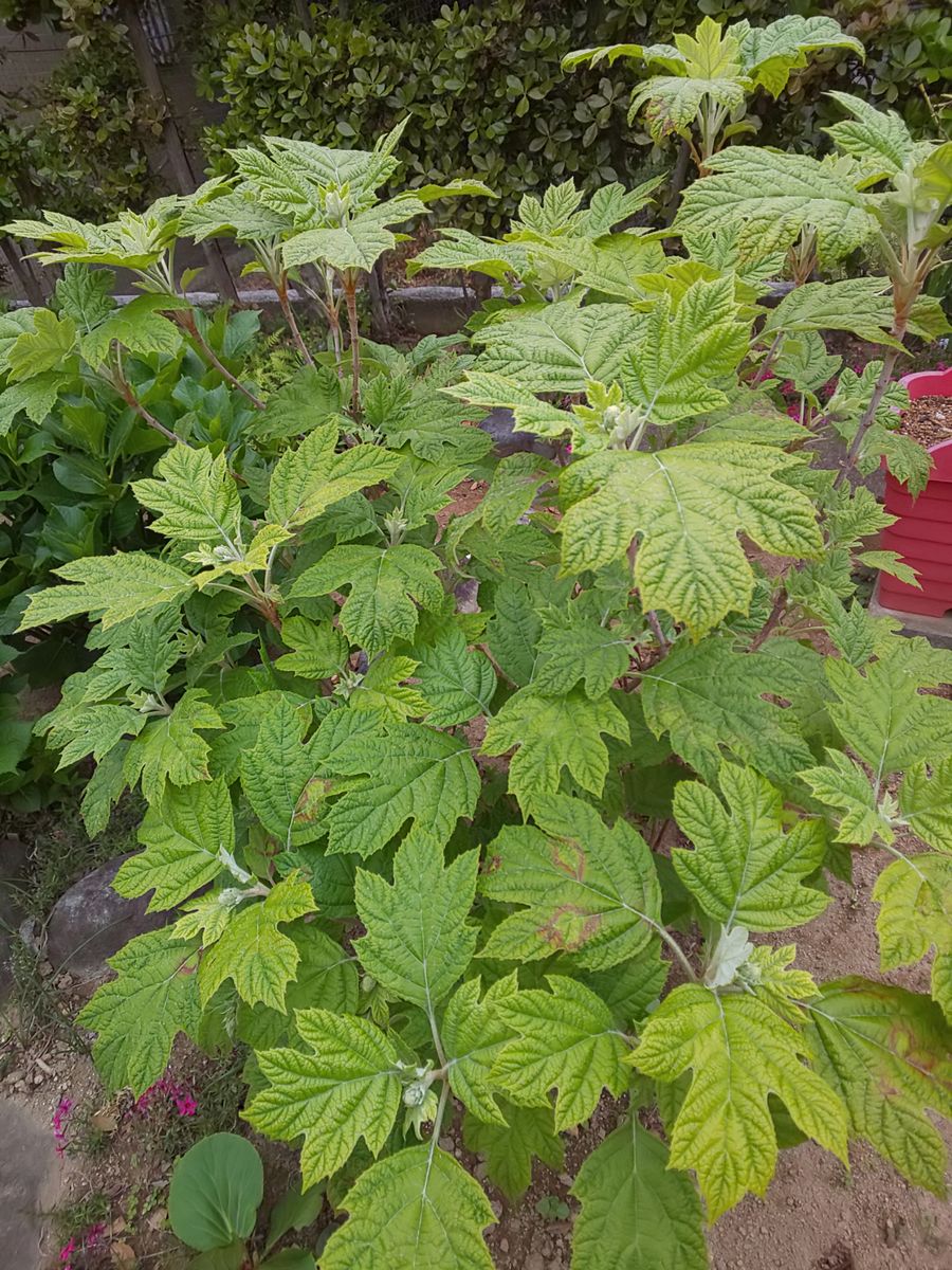 新緑に癒されて～🌱🌿🍃