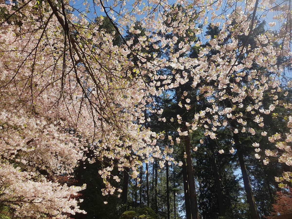 今日も同じ公園に行ってお花見