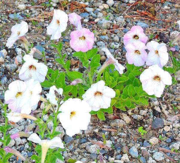 散歩道の花～ペチュニア