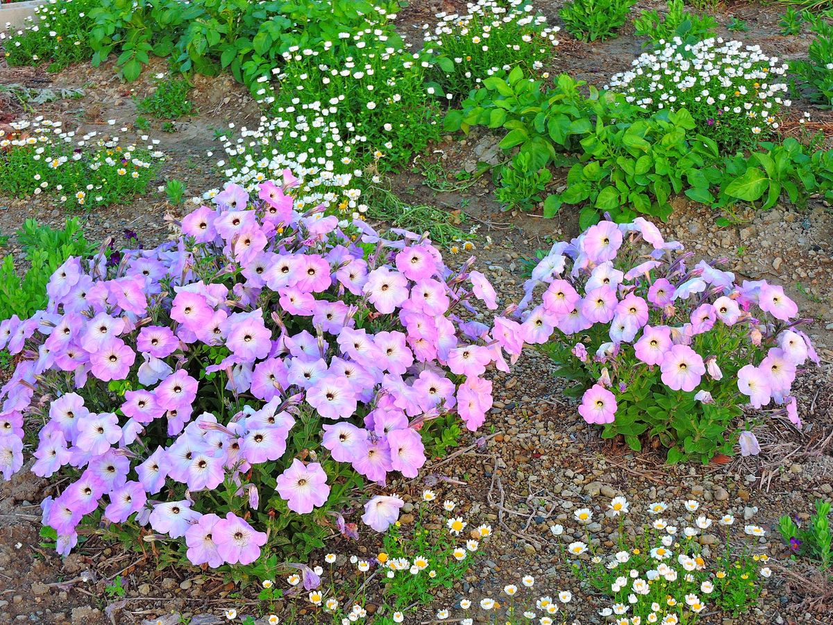 散歩道の花～ペチュニア