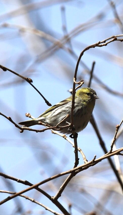 野鳥達が元気です。