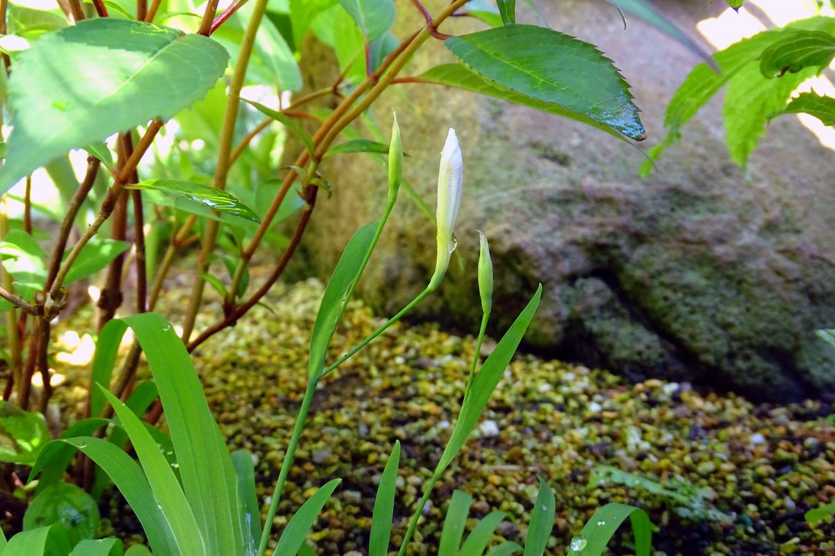 開花前の花たち