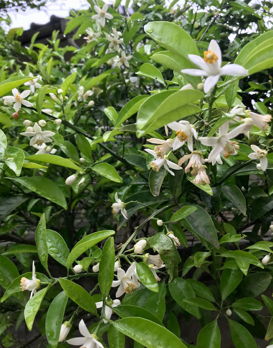 きれいに咲きました🌹