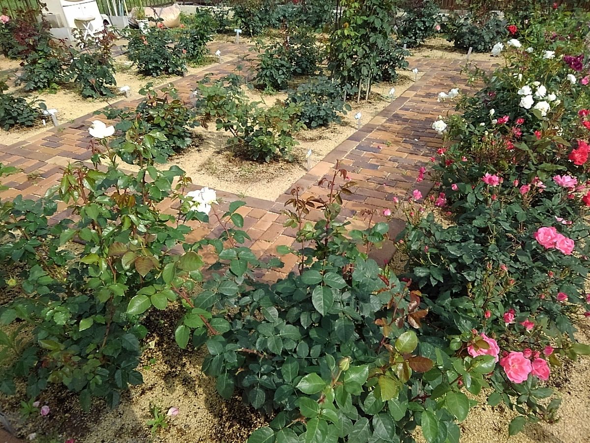 Grandpa's rose garden！　　　　　April　30.2021