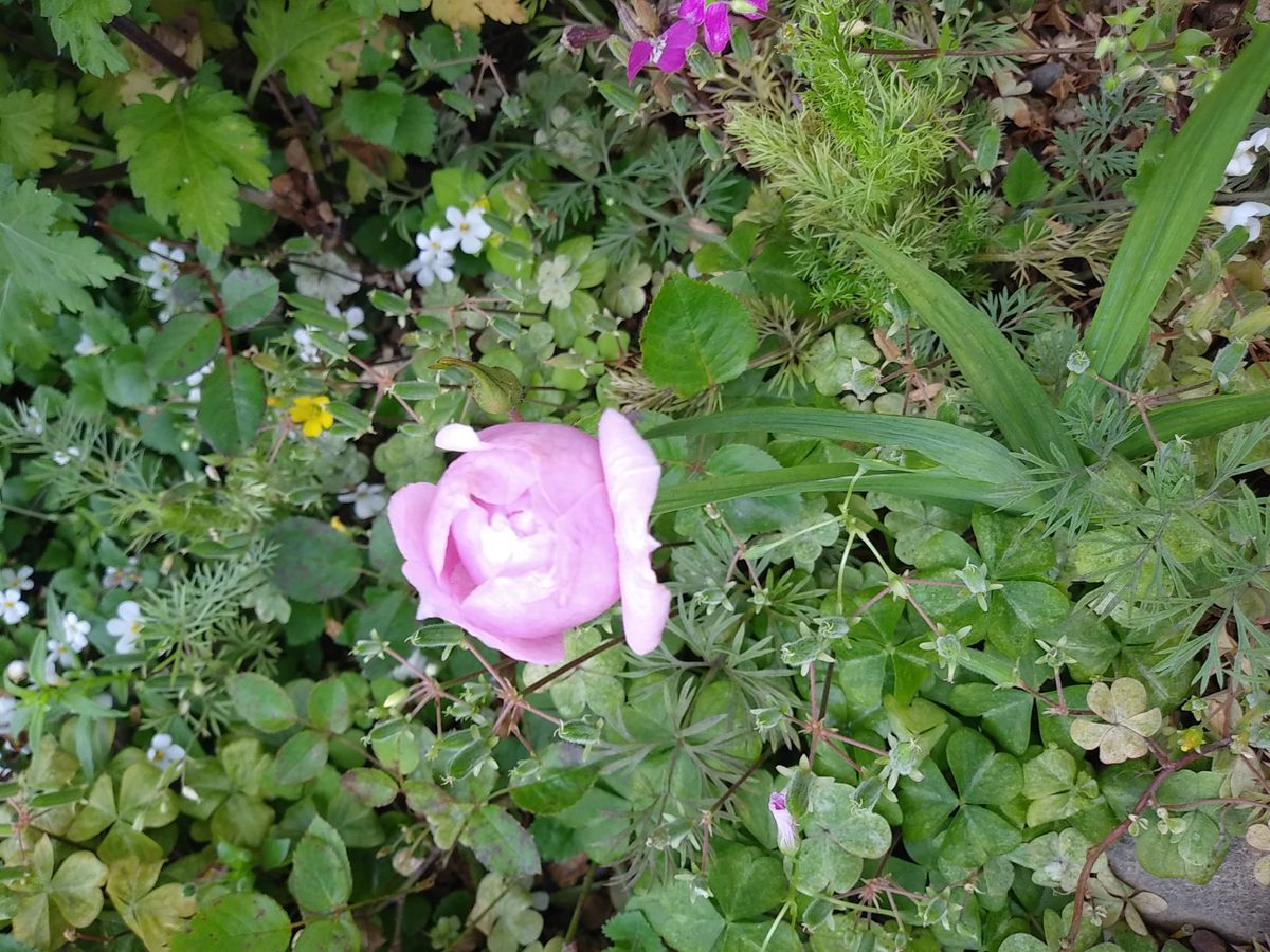 花壇の雑草とミニ薔薇