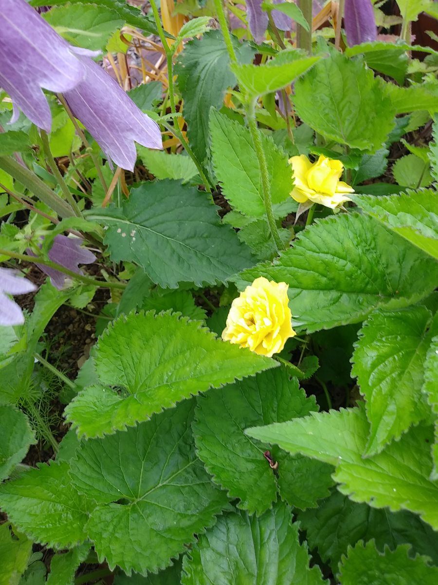 花壇の雑草とミニ薔薇