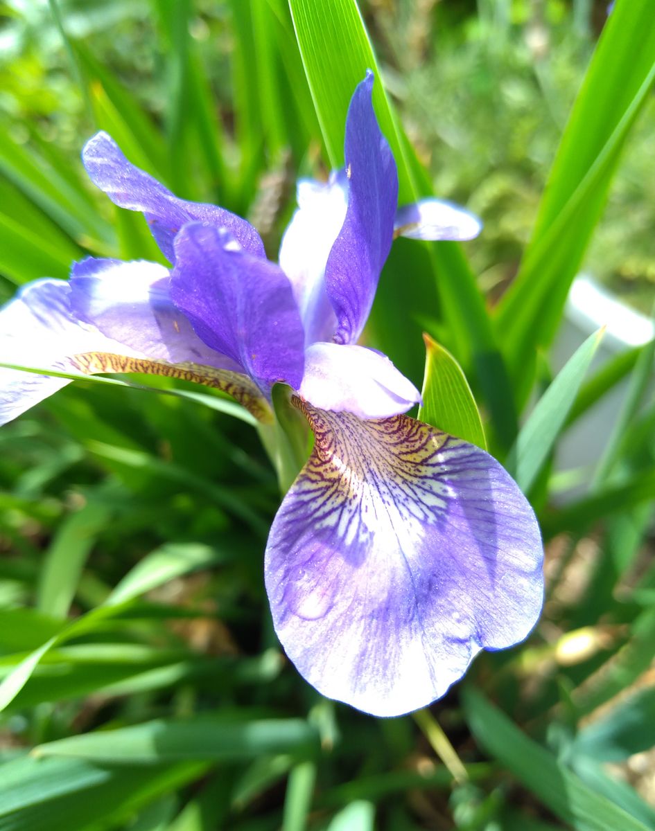 アヤメ　(文目　綾目)