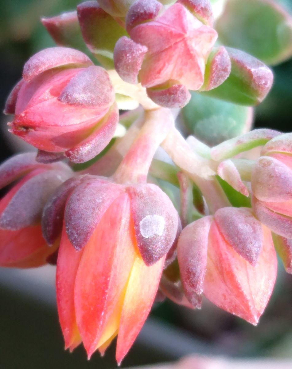 多肉植物　小さな花