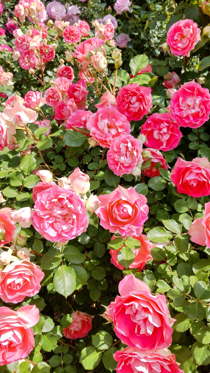 大船フラワーセンターの薔薇🌹③