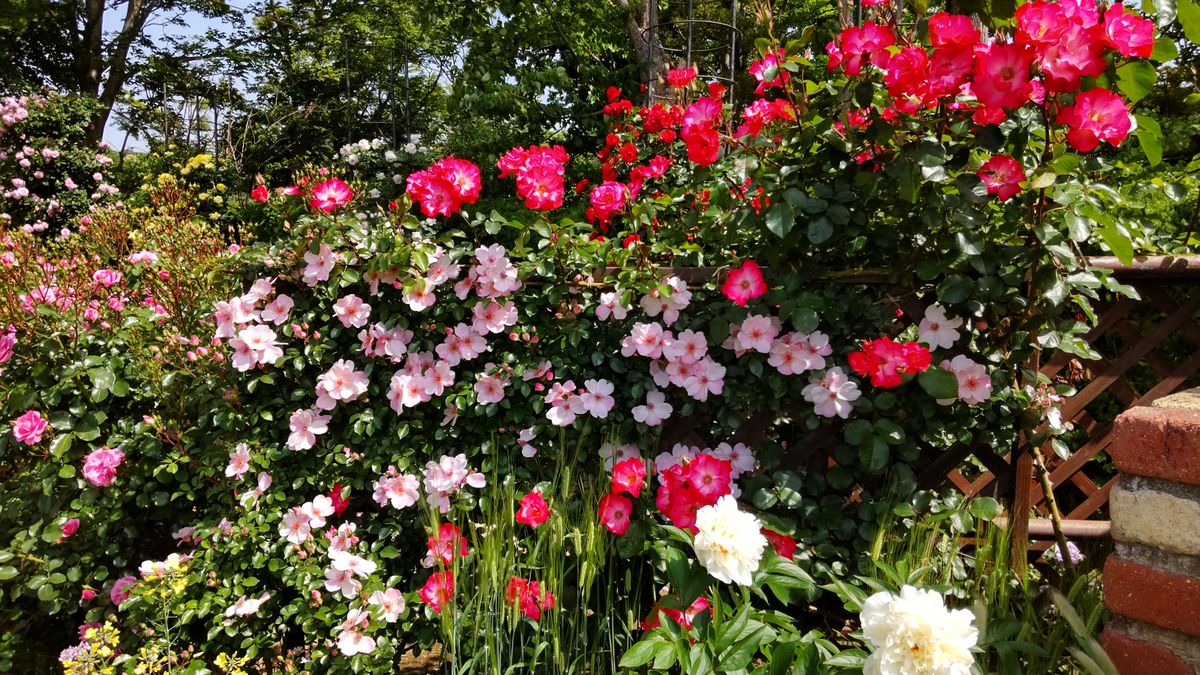 大船フラワーセンターの薔薇🌹⑦