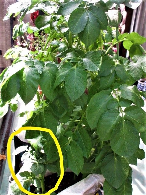 植物の成長には目を見張ります。　👀